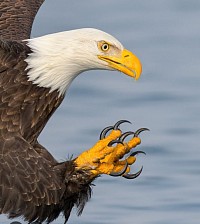 Eagle